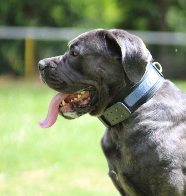 Collier en cuir pour chien